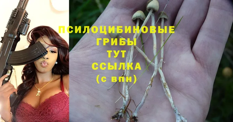 купить закладку  Кашин  Псилоцибиновые грибы Psilocybine cubensis 